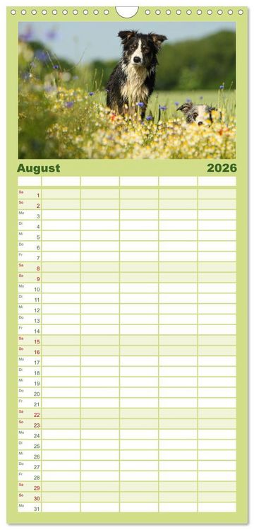 Produktbild: Familienplaner 2026 - Der Bordercollie-Kalender mit 5 Spalten (Wandkalender, 21 x 45 cm) CALVENDO