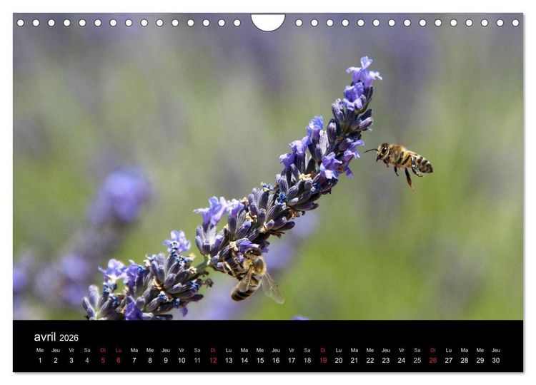 Produktbild: Lavande, l'or bleu de Provence (Calendrier mural 2026 DIN A4 vertical), CALVENDO calendrier mensuel