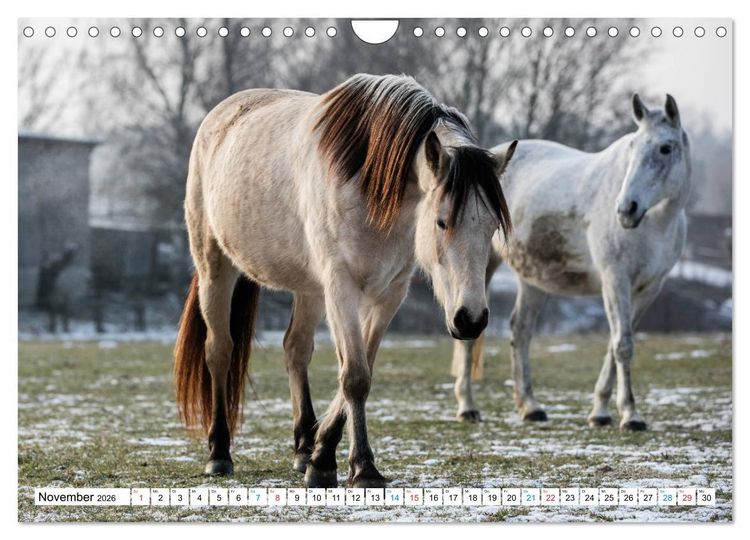 Produktbild: Durch das Jahr mit dem Connemara Pony Holly (Wandkalender 2026 DIN A4 quer), CALVENDO Monatskalender