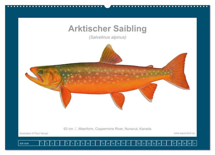 Produktbild: Fisch als Kunst 2026: Amerikanische Saiblinge (Wandkalender 2026 DIN A2 quer), CALVENDO Monatskalender
