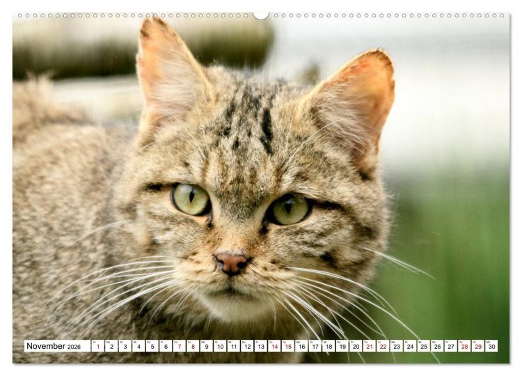 Produktbild: Wildkatzen - Die lautlosen J&auml;ger des Waldes (Wandkalender 2026 DIN A2 quer), CALVENDO Monatskalender