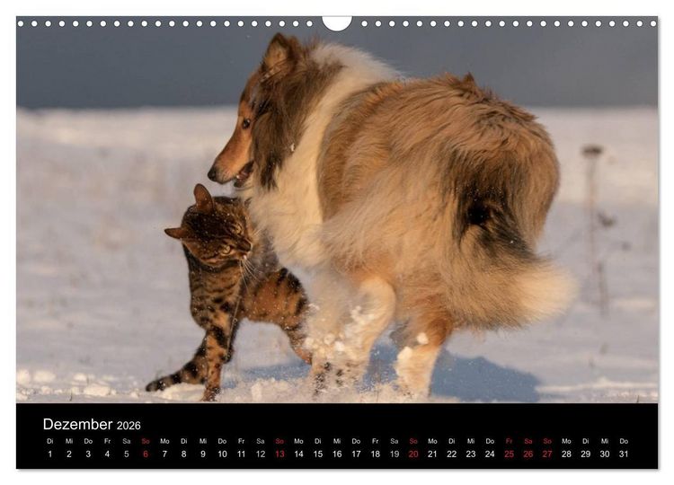 Produktbild: Ziva und ihre Freunde (Wandkalender 2026 DIN A3 quer), CALVENDO Monatskalender
