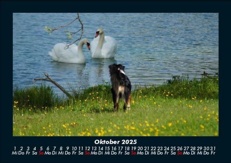Produktbild: Hunde 2025 Fotokalender DIN A5