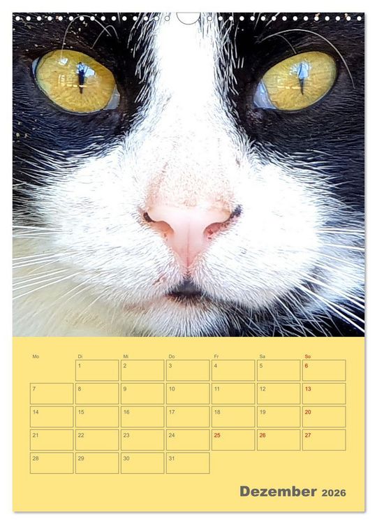Produktbild: Cat Faces - Charakterstarke Katzengesichter ganz nah (Wandkalender 2026 DIN A3 hoch), CALVENDO Monatskalender