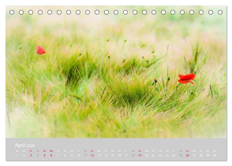 Produktbild: Zauber des Mohns (Tischkalender 2026 DIN A5 quer), CALVENDO Monatskalender