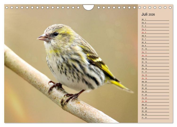 Produktbild: Erlenzeisige (Wandkalender 2026 DIN A4 quer), CALVENDO Monatskalender