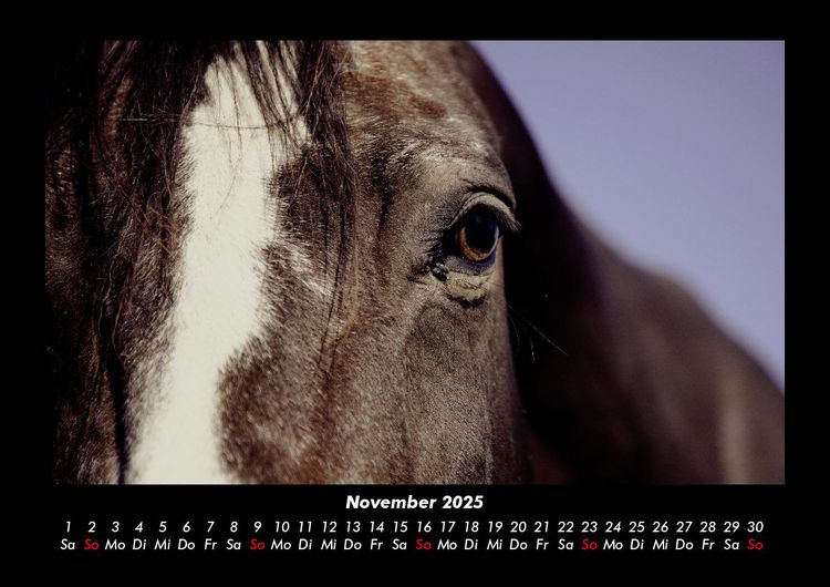 Produktbild: Die Welt der Pferde 2025 Fotokalender DIN A3