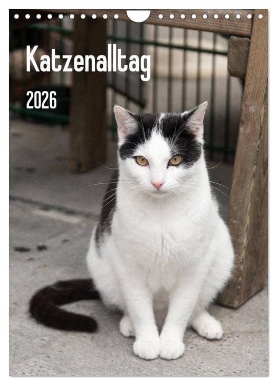 Produktbild: Katzenalltag 2026 (Wandkalender 2026 DIN A4 hoch), CALVENDO Monatskalender