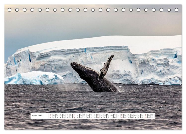 Produktbild: L'Antarctique magique (Calendrier de bureau 2026 DIN A5 vertical), CALVENDO calendrier mensuel