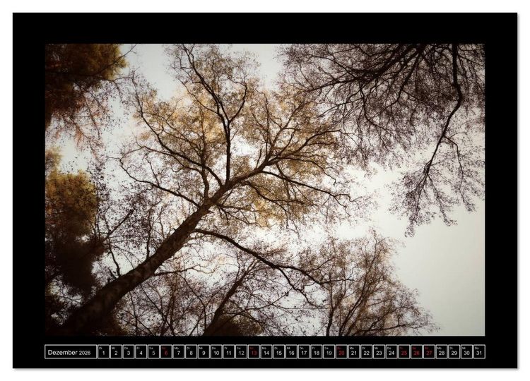 Produktbild: Der Reichswald bei Kleve (Wandkalender 2026 DIN A4 quer), CALVENDO Monatskalender