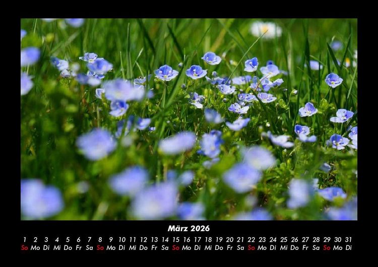 Produktbild: Blumenkalender 2026 Fotokalender DIN A3
