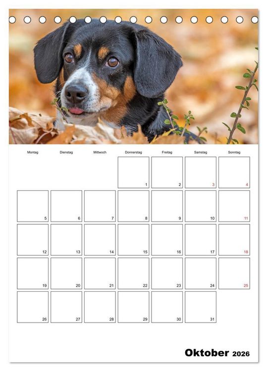 Produktbild: Entlebucher Sennenhunde begleiten Sie durch das Jahr (Tischkalender 2026 DIN A5 hoch), CALVENDO Monatskalender