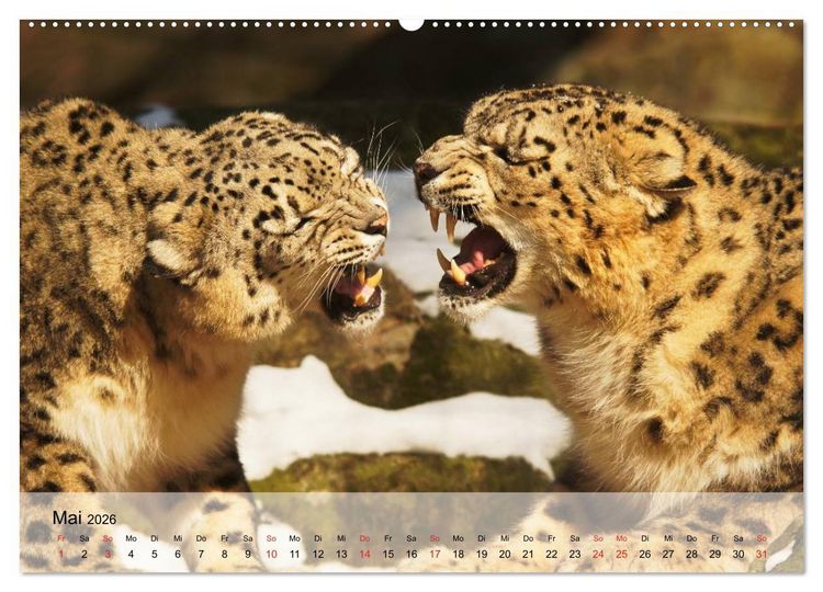 Produktbild: Leoparden. Elegante J&auml;ger (hochwertiger Premium Wandkalender 2026 DIN A2 quer), Kunstdruck in Hochglanz