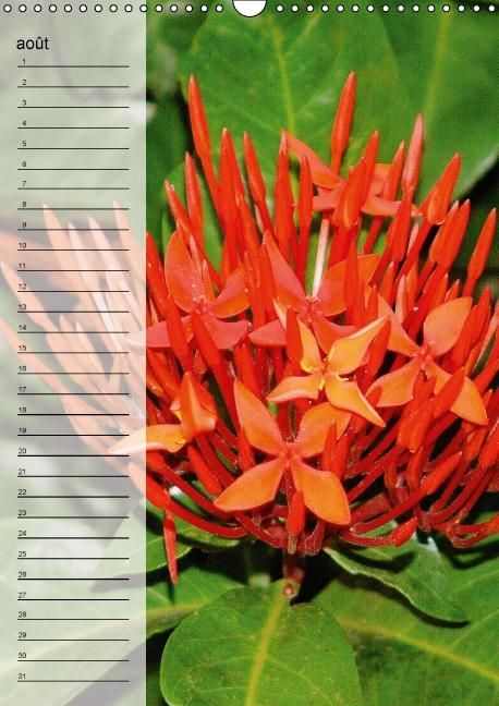 Produktbild: Blank, R: Fleurs tropicales / calendrier anniversaire (Calen