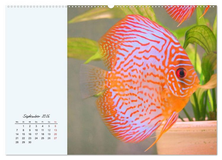 Produktbild: Diskusfische. Die bezaubernden Lieblinge vieler Aquarianer (Wandkalender 2026 DIN A2 quer), CALVENDO Monatskalender