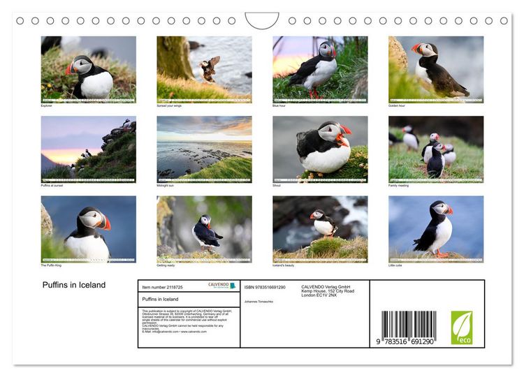 Produktbild: Puffins in Iceland (Wall Calendar 2026 DIN A4 landscape), CALVENDO 12 Month Wall Calendar