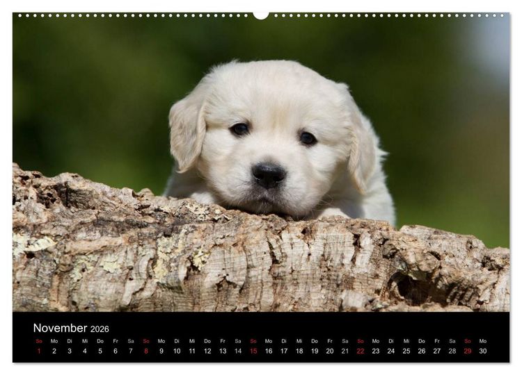 Produktbild: Hundewelpen (Wandkalender 2026 DIN A2 quer), CALVENDO Monatskalender