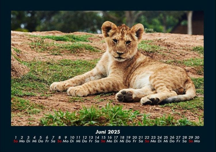 Produktbild: L&ouml;wen in der Wildnis 2025 Fotokalender DIN A4