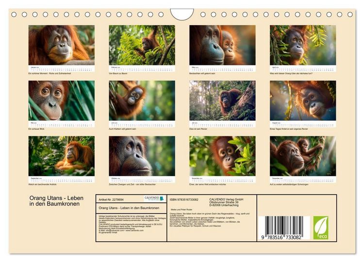 Produktbild: Orang Utans - Leben in den Baumkronen (Wandkalender 2026 DIN A4 quer), CALVENDO Monatskalender