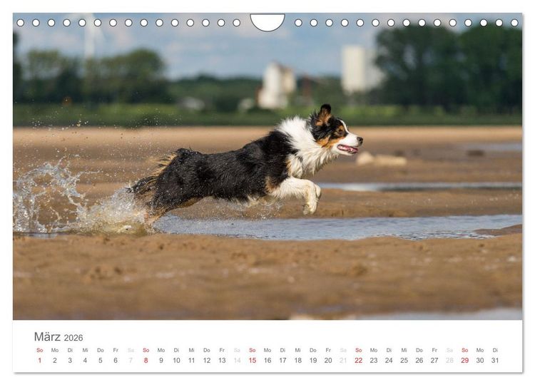 Produktbild: Australian Shepherd 2026 (Wandkalender 2026 DIN A4 quer), CALVENDO Monatskalender