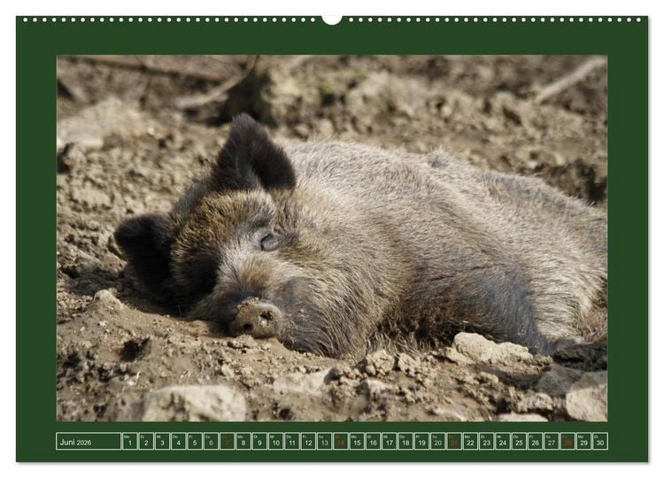 Produktbild: Schweinkram - Die Wildschweine sind los (Wandkalender 2026 DIN A2 quer), CALVENDO Monatskalender