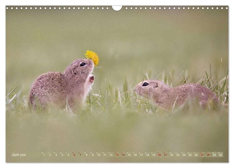 Produktbild: Zauberhafte Ziesel (Wandkalender 2026 DIN A3 quer), CALVENDO Monatskalender