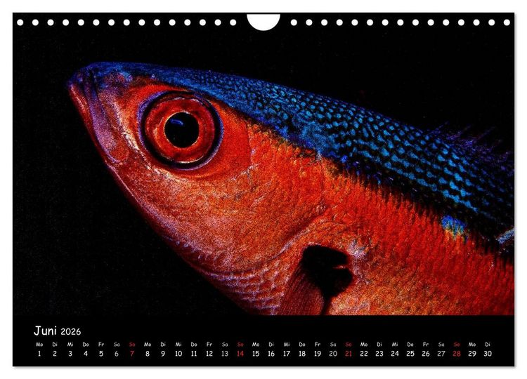 Produktbild: Die Welt unter Wasser (Wandkalender 2026 DIN A4 quer), CALVENDO Monatskalender