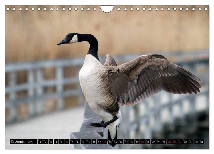 Produktbild: KANADA-GANS - Der 'hupende' Vogel (Wandkalender 2026 DIN A4 quer), CALVENDO Monatskalender