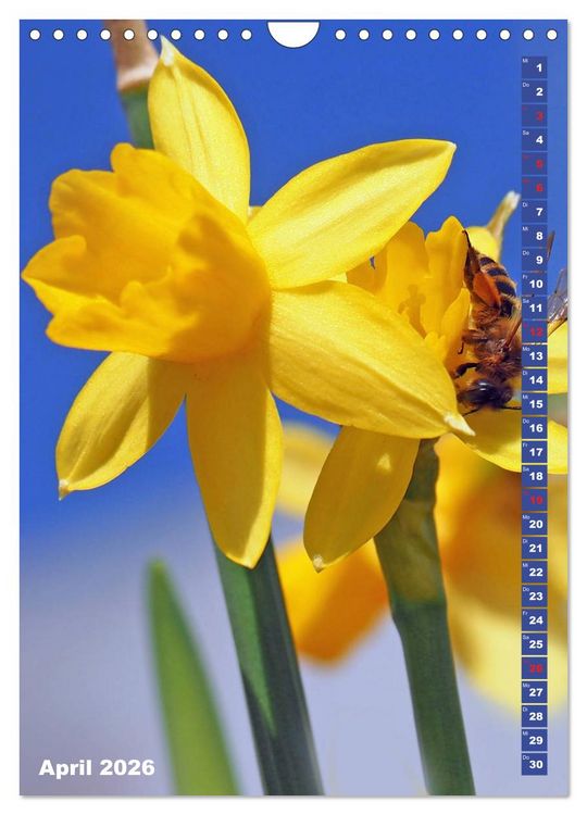 Produktbild: Blossom Love, von Bienen und Hummeln (Wandkalender 2026 DIN A4 hoch), CALVENDO Monatskalender