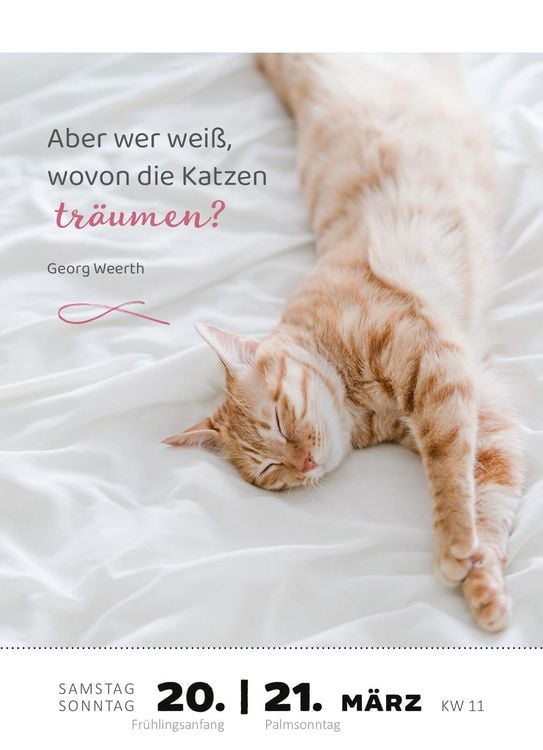 Produktbild: Abrei&szlig;kalender Katzenweisheiten 2027