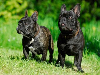 Produktbild: CALVENDO Puzzle Franz&ouml;sische Bulldogge P&auml;rchen | 1000 Teile Lege-Gr&ouml;&szlig;e 64x48cm Foto-Puzzle f&uuml;r gl&uuml;ckliche Stunden