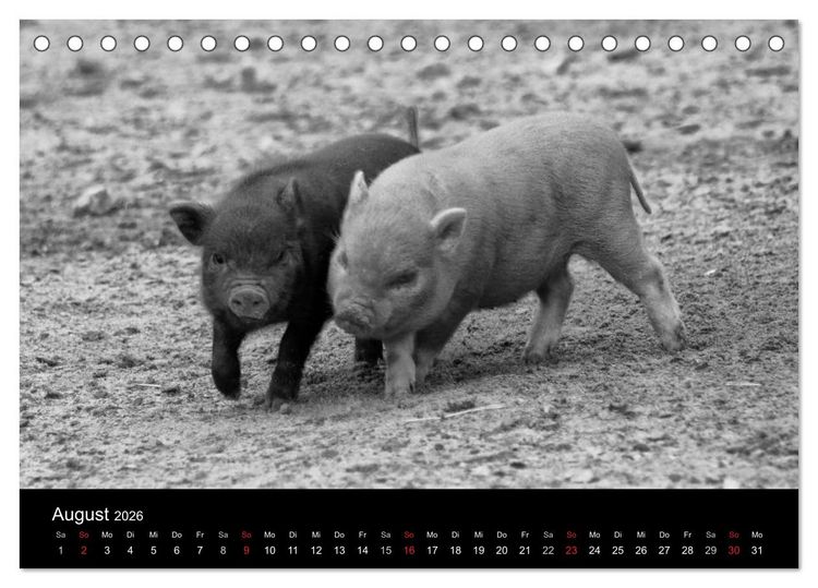 Produktbild: Das Leben der Schweine (Tischkalender 2026 DIN A5 quer), CALVENDO Monatskalender