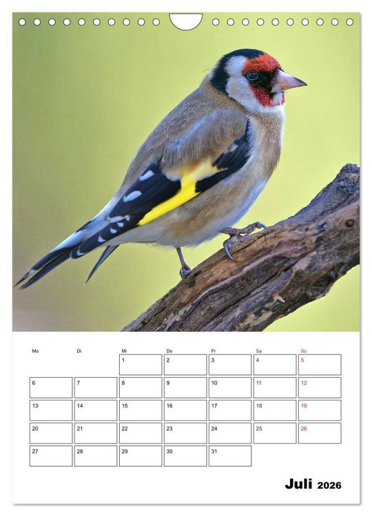 Produktbild: Bezaubernde V&ouml;gel im heimischen Garten (Wandkalender 2026 DIN A4 hoch), CALVENDO Monatskalender