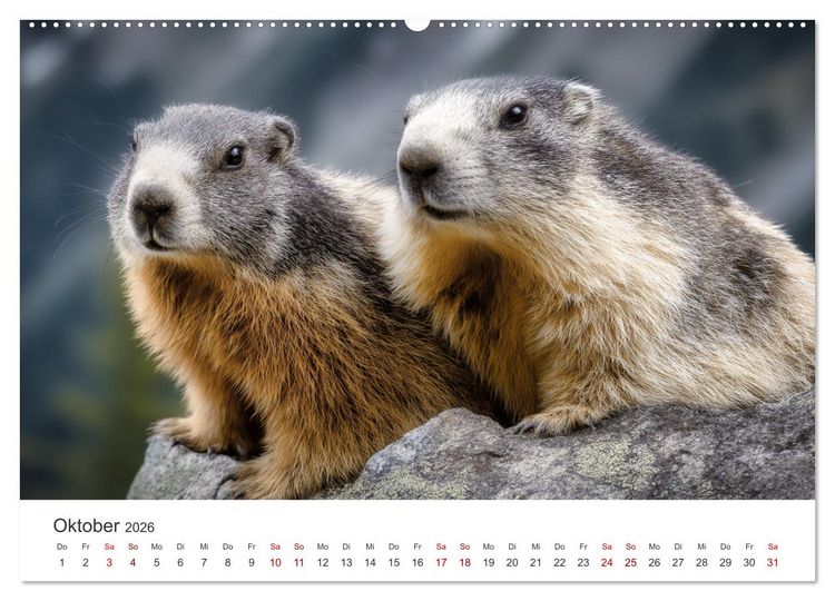 Produktbild: Alpenpl&uuml;sch - Mit Murmeltieren durchs Jahr (Wandkalender 2026 DIN A2 quer), CALVENDO Monatskalender