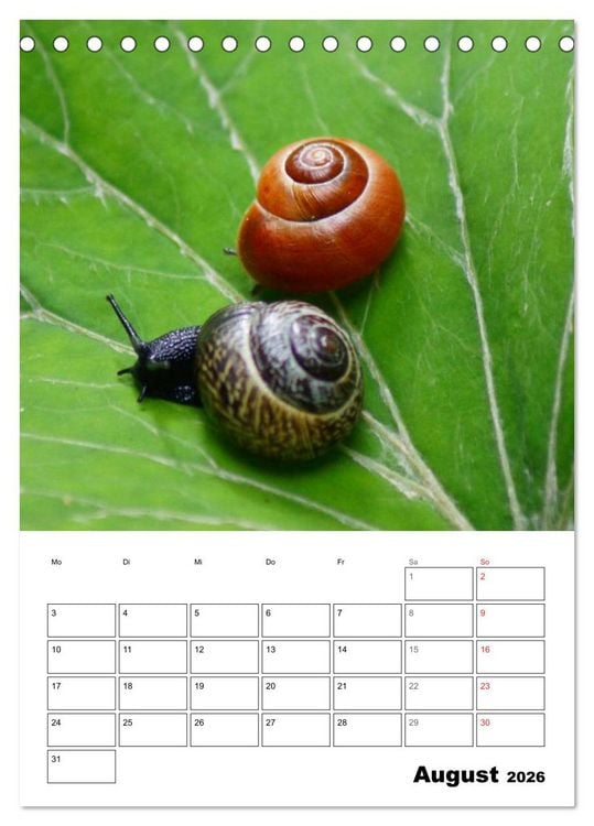 Produktbild: Die geheimnisvolle Welt der Schnecken (Tischkalender 2026 DIN A5 hoch), CALVENDO Monatskalender
