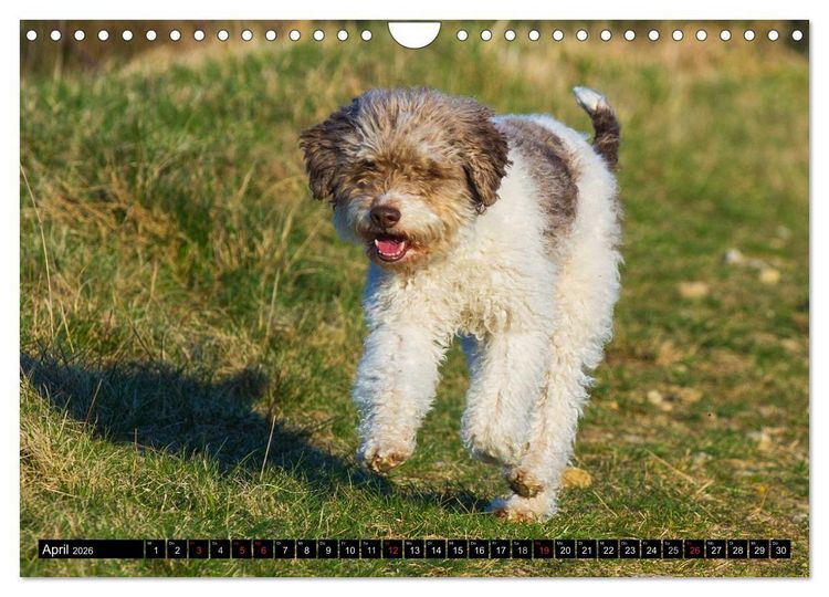 Produktbild: Lagotto Romagnolo - Italienischer Tr&uuml;ffelhund (Wandkalender 2026 DIN A4 quer), CALVENDO Monatskalender