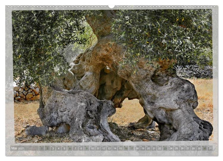 Produktbild: ALTE OLIVENB&Auml;UME Zeugen der Antike (hochwertiger Premium Wandkalender 2027 DIN A2 quer), Kunstdruck in Hochglanz