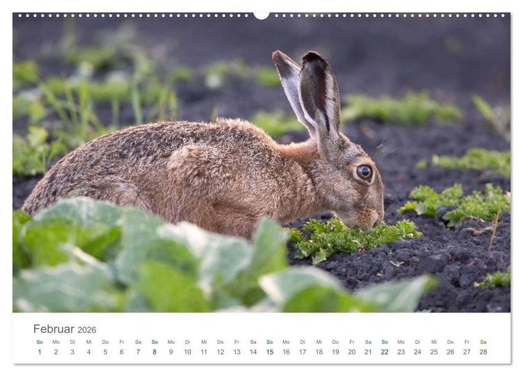 Produktbild: Feldhasen - dem Langohr auf der Spur (Wandkalender 2026 DIN A2 quer), CALVENDO Monatskalender