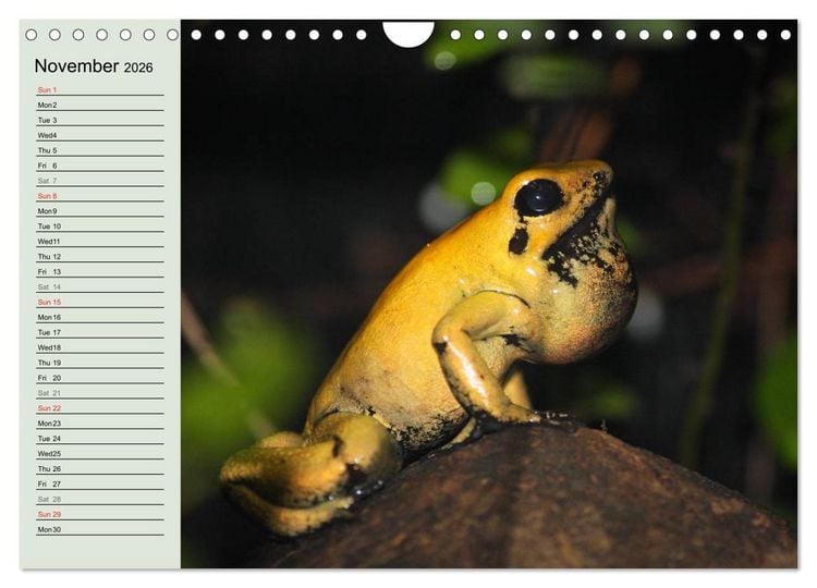 Produktbild: Poison dart frogs / UK-Version / Birthday Calendar (Wall Calendar 2026 DIN A4 landscape), CALVENDO 12 Month Wall Calendar