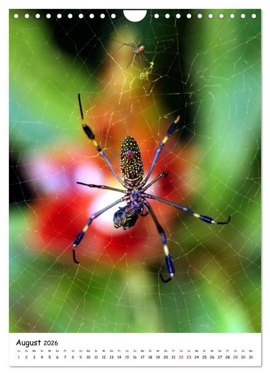 Produktbild: Costa Rica - Fauna & Flora (Wandkalender 2026 DIN A4 hoch), CALVENDO Monatskalender