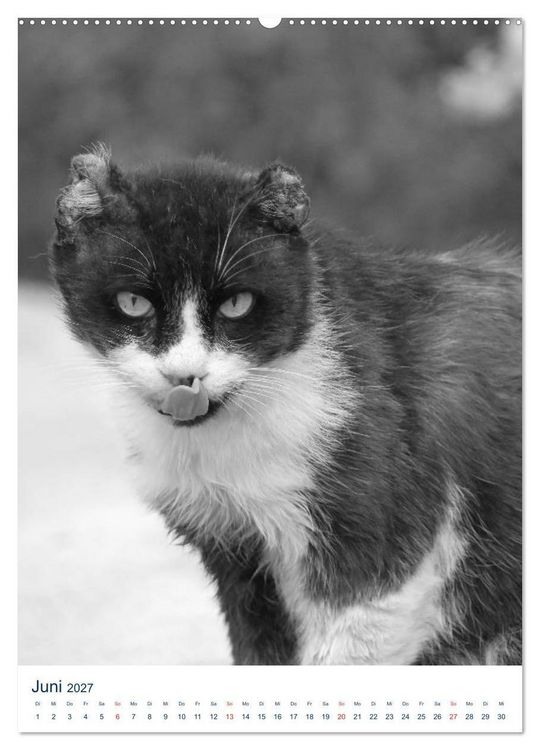 Produktbild: Wilde Katzen - Korsikas Samtpfoten (Wandkalender 2027 DIN A2 hoch), CALVENDO Monatskalender
