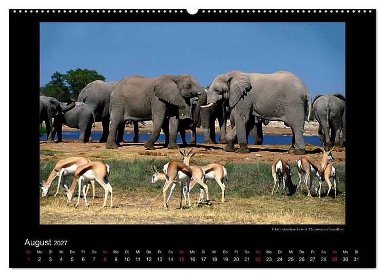 Produktbild: Wildtiere im Etosha Nationalpark (Wandkalender 2027 DIN A2 quer), CALVENDO Monatskalender