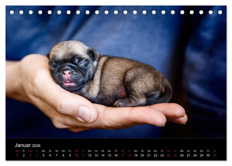 Produktbild: Mopswelpen (Tischkalender 2026 DIN A5 quer), CALVENDO Monatskalender
