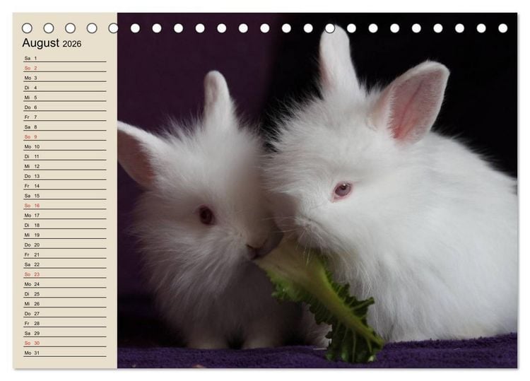 Produktbild: Kaninchen und Hasen (Tischkalender 2026 DIN A5 quer), CALVENDO Monatskalender