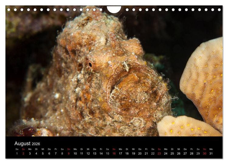 Produktbild: Abgetaucht - an den K&uuml;sten vor Cura&ccedil;ao (Wandkalender 2026 DIN A4 quer), CALVENDO Monatskalender