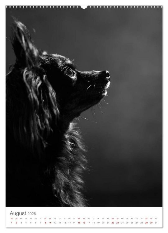 Produktbild: Fine Art Hundeportraits (Wandkalender 2026 DIN A2 hoch), CALVENDO Monatskalender