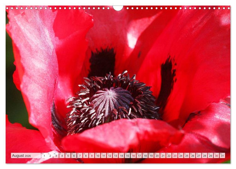 Produktbild: Roter Glanz Bl&uuml;tenpracht (Wandkalender 2026 DIN A3 quer), CALVENDO Monatskalender