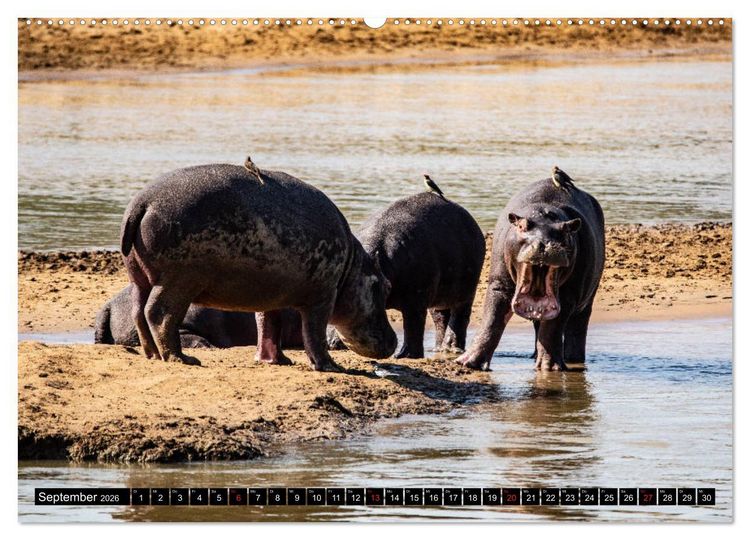 Produktbild: Sambia "Das wirkliche Afrika" (Wandkalender 2026 DIN A2 quer), CALVENDO Monatskalender