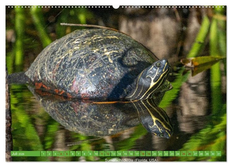 Produktbild: Reptilien wild und sch&ouml;n (Wandkalender 2026 DIN A2 quer), CALVENDO Monatskalender