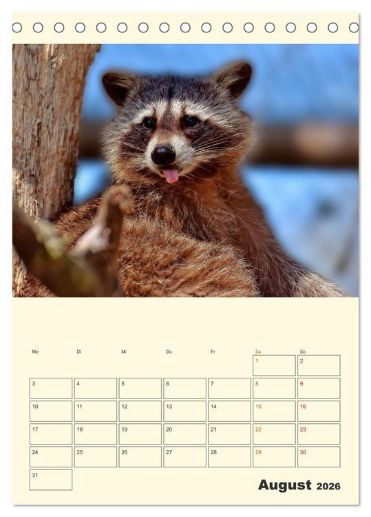 Produktbild: Drolliger Waschb&auml;r (Tischkalender 2026 DIN A5 hoch), CALVENDO Monatskalender